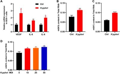 Comprehensive analysis of differences in N6-methyladenosine RNA methylomes in Helicobacter pylori infection